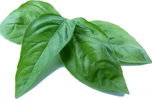Jyoti Cuisine Leaf